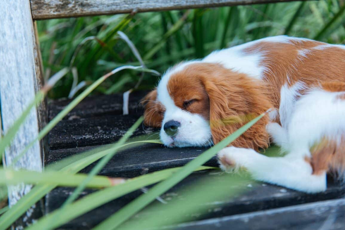 dog sleeping in grass