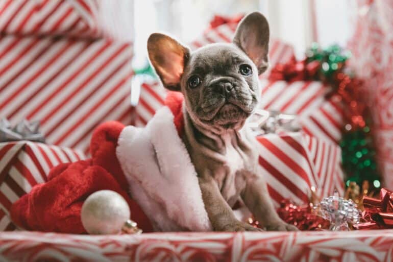 dog in christmas stocking