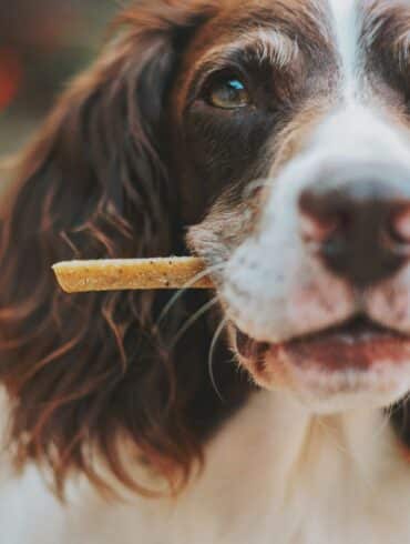 a dog eating a dog treat