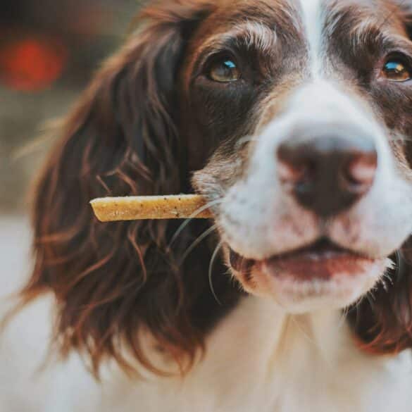 a dog eating a dog treat