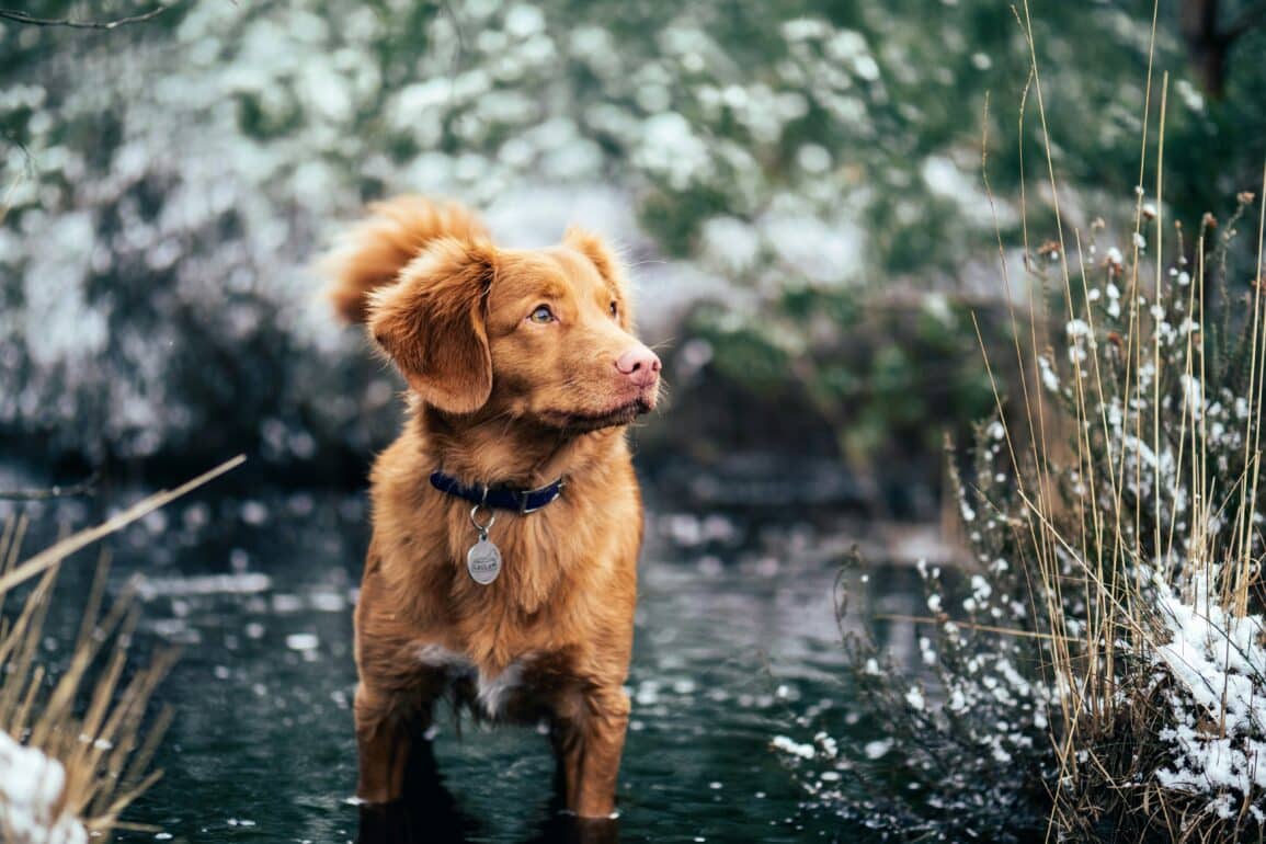 brown dog standing outside in a creek in the winter time.