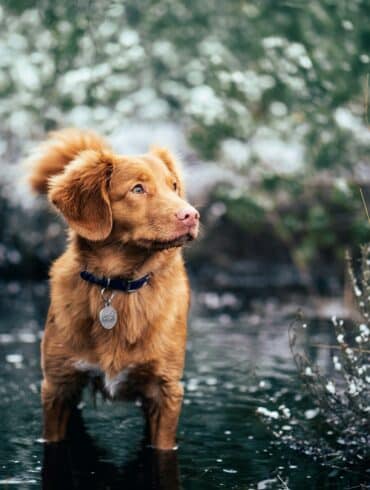 brown dog standing outside in a creek in the winter time.