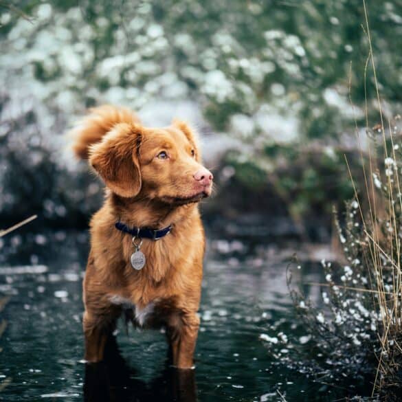 brown dog standing outside in a creek in the winter time.