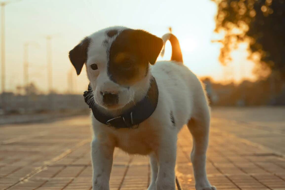 brown and white dog walking outside during sunset