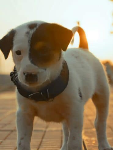 brown and white dog walking outside during sunset