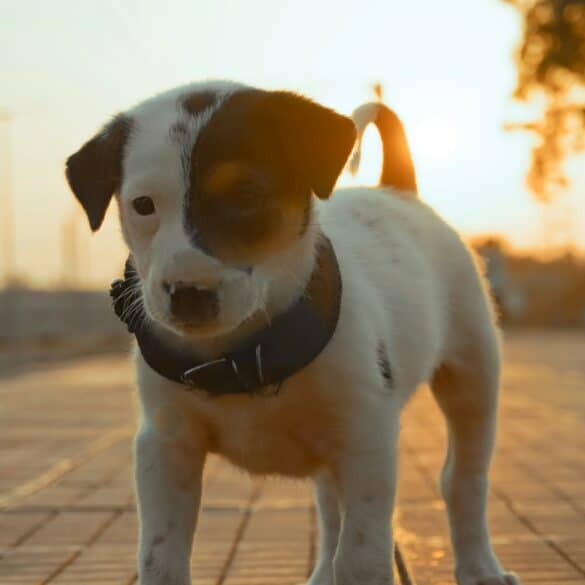 brown and white dog walking outside during sunset