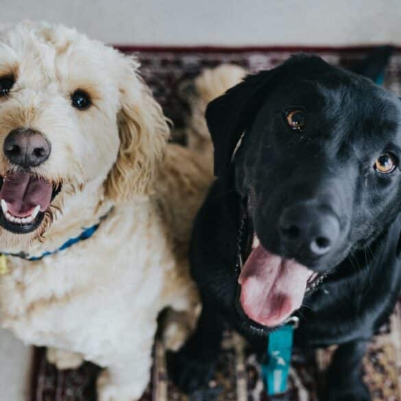 two happy dogs next to one another