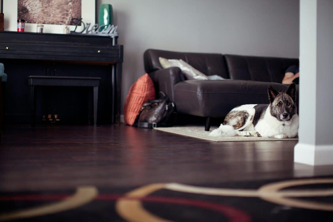 dog sitting on the floor inside a home