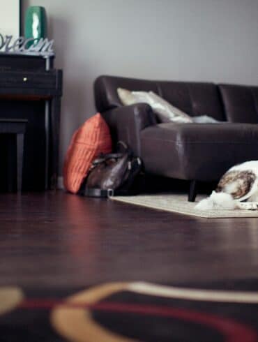dog sitting on the floor inside a home