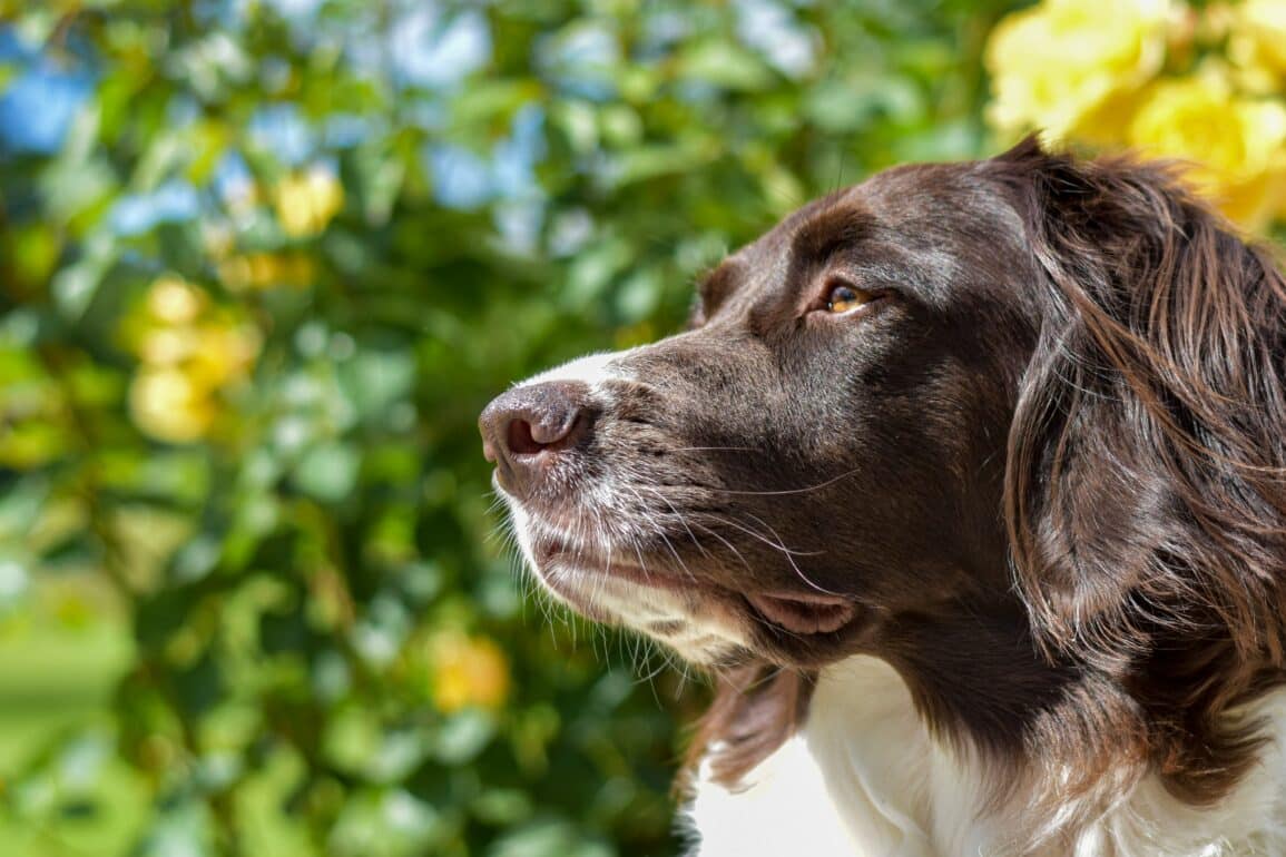 brown and white dog posing in front of yellow flowers