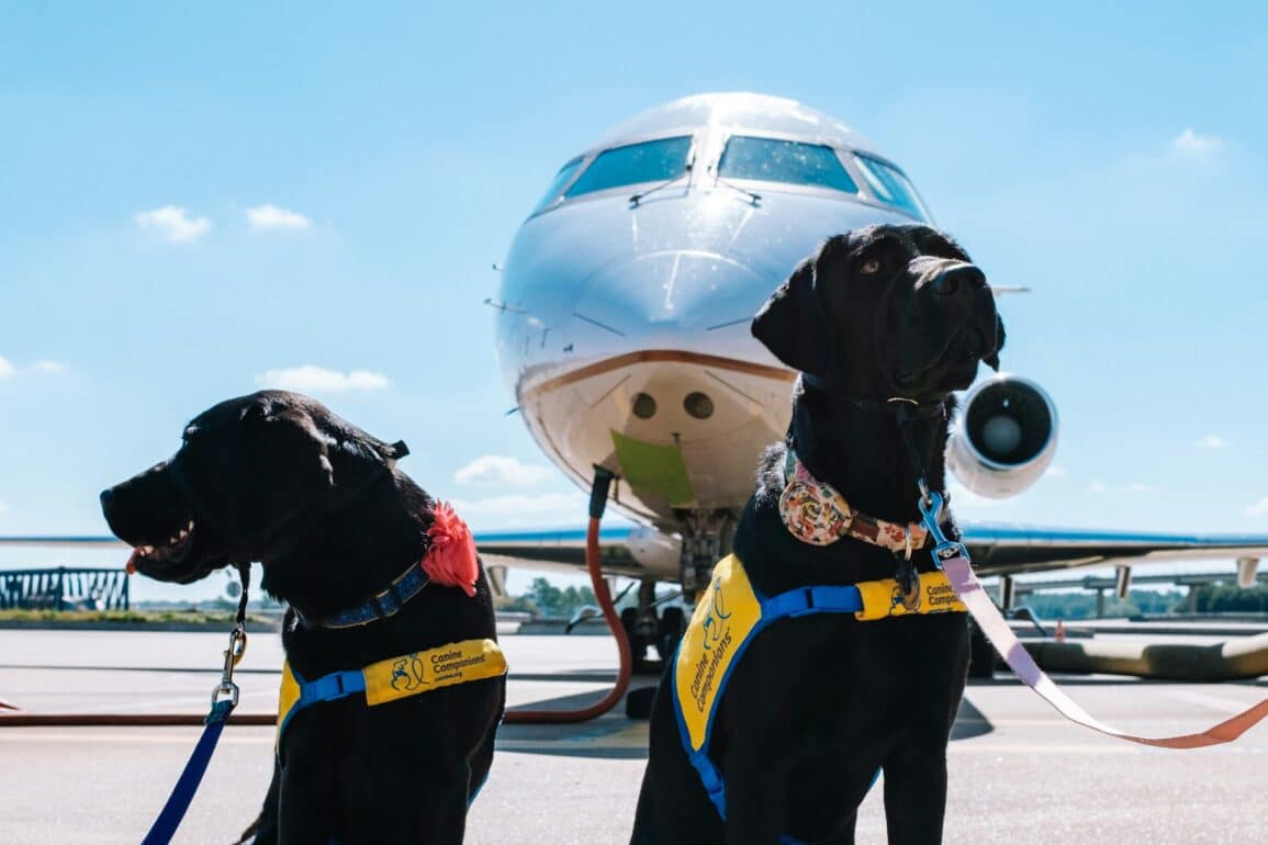 dogs in front of airplane