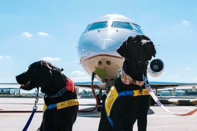 dogs in front of airplane