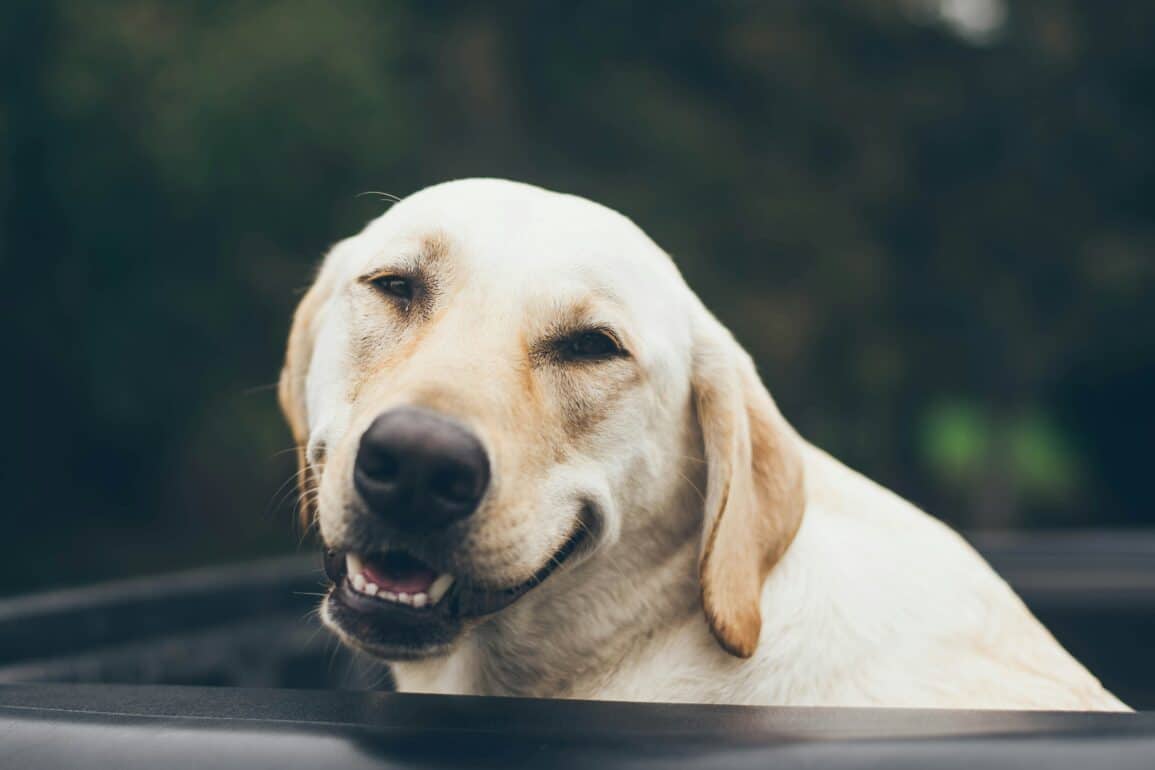 smiling golden retriever outside with a green backdrop.