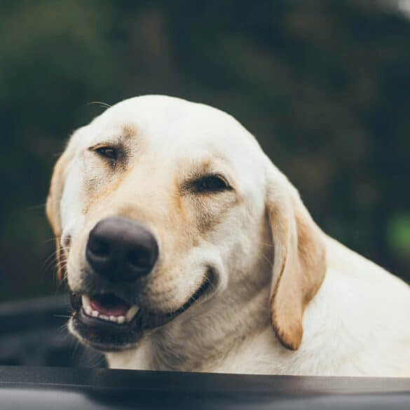 smiling golden retriever outside with a green backdrop.