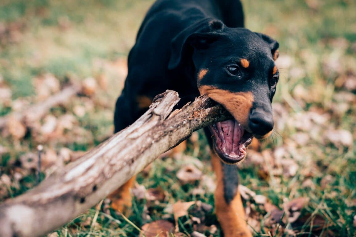 brown dog biting a stick