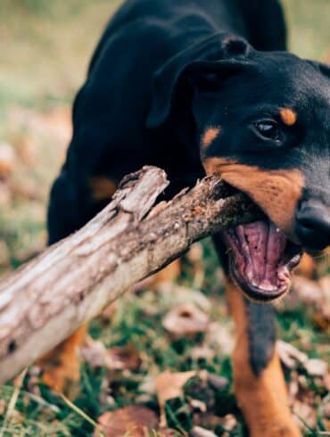 brown dog biting a stick