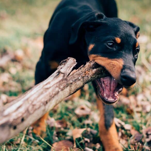brown dog biting a stick