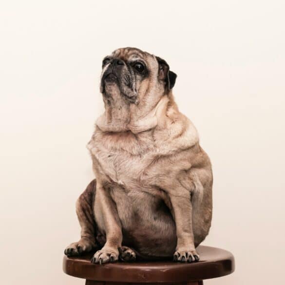 pug sitting on a stool