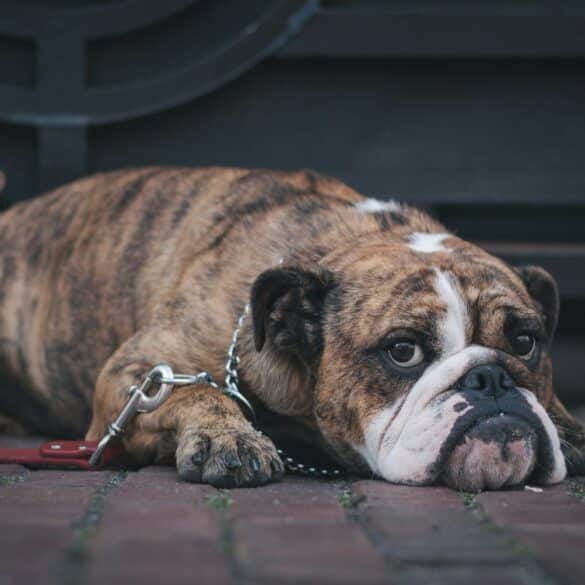 bull dog laying down
