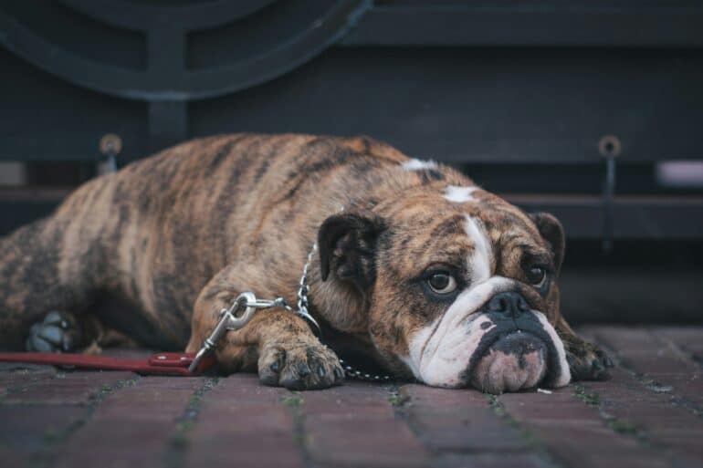 bull dog laying down