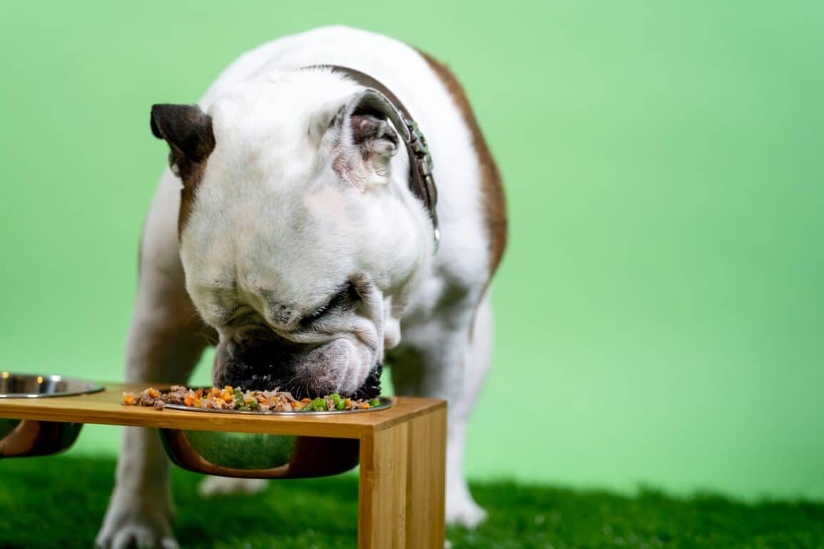 cute dog eating out of a raised dog bowl in front of a green background