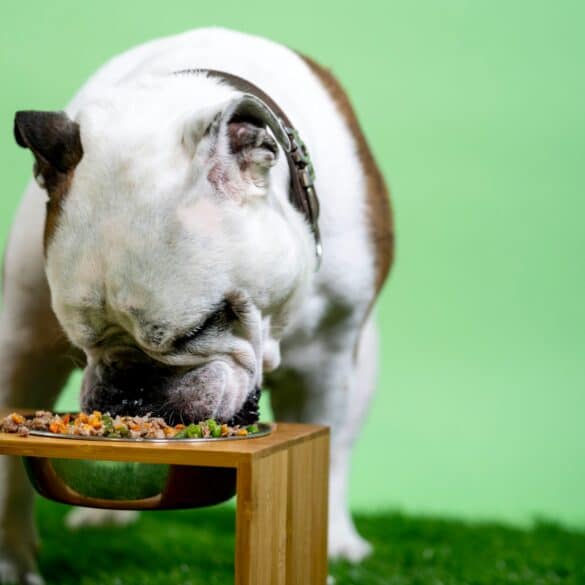 cute dog eating out of a raised dog bowl in front of a green background
