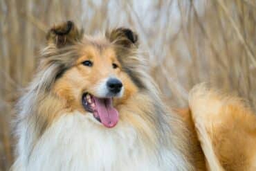 bobbie the wonder dog