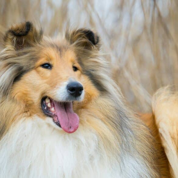 bobbie the wonder dog