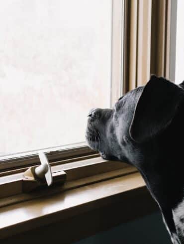 Dog looking out the window