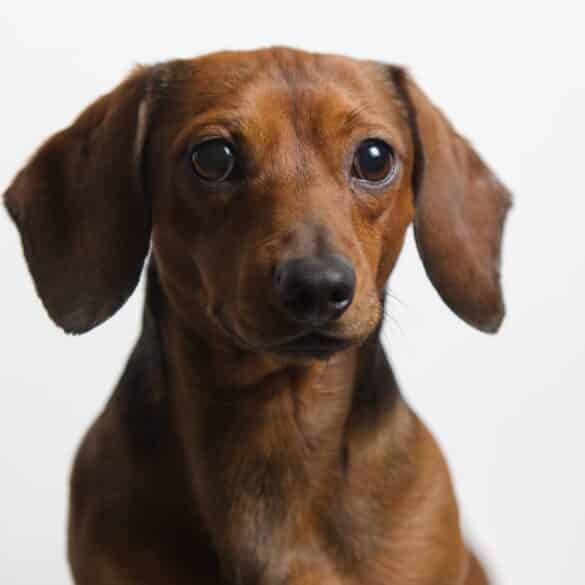 brown dachshund