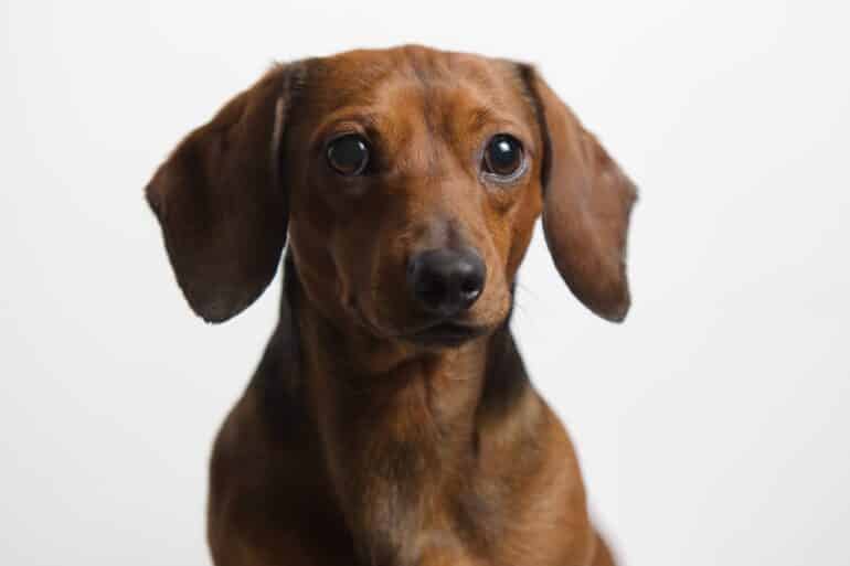 brown dachshund