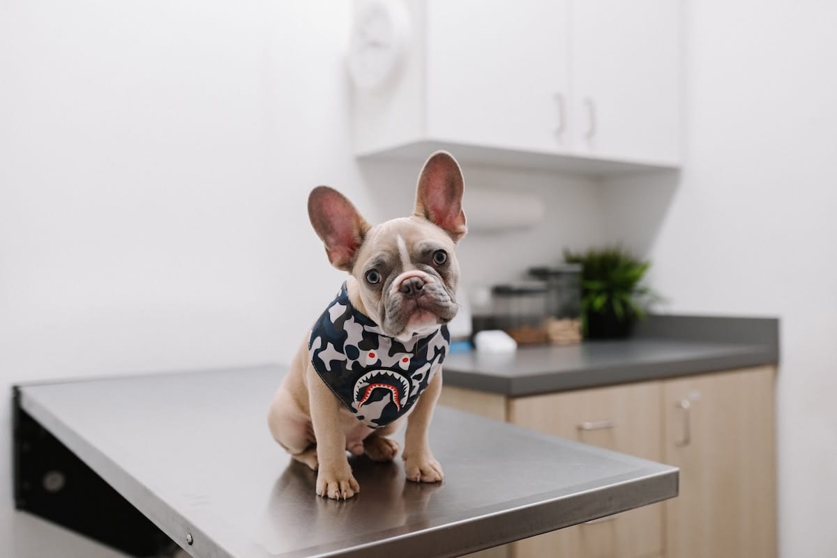 low cost vet in minnesota