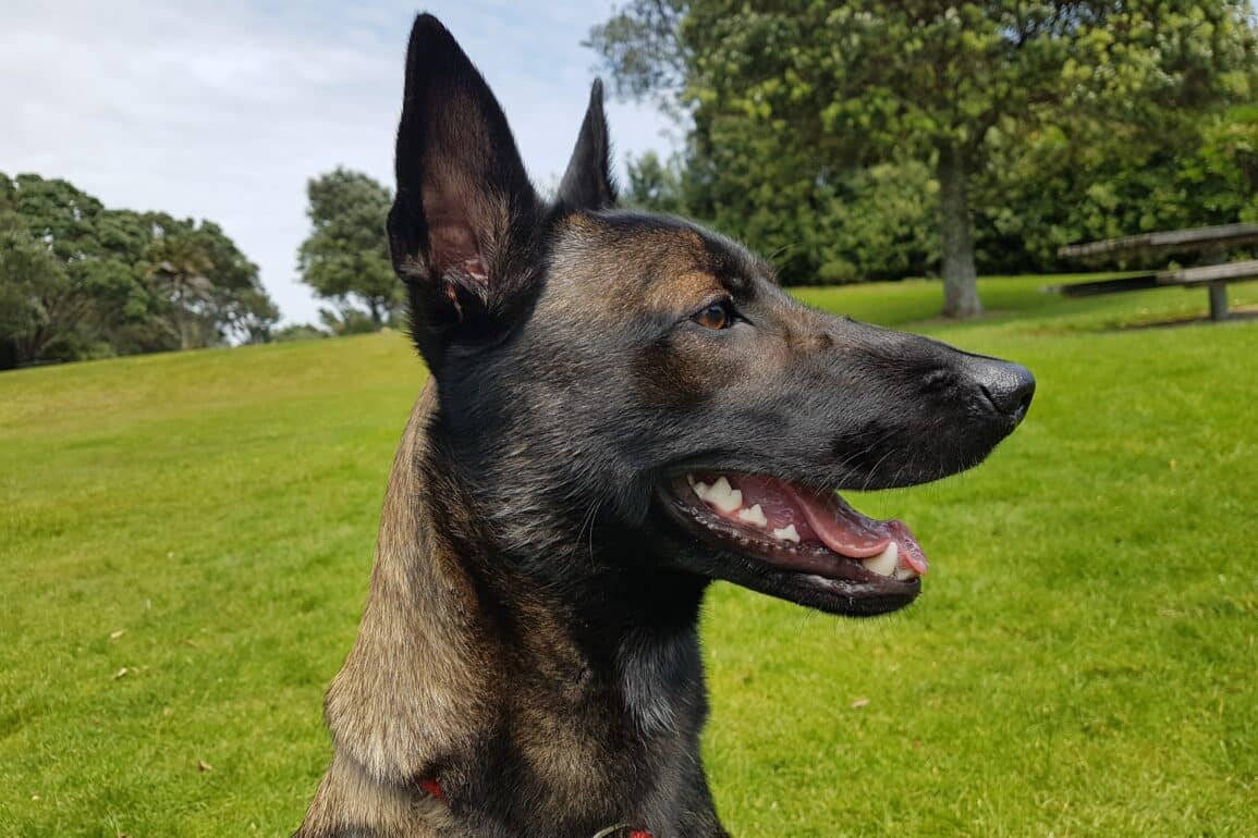 Belgian Malinois