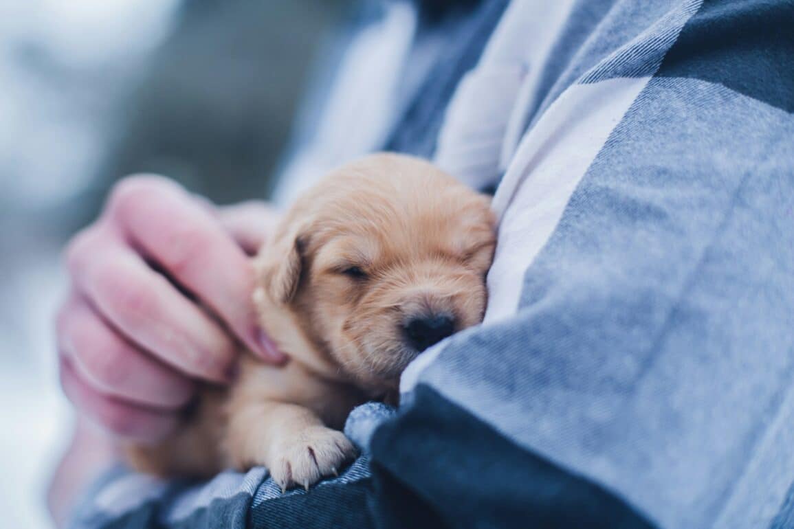 a person holding a golden retriever puppy
