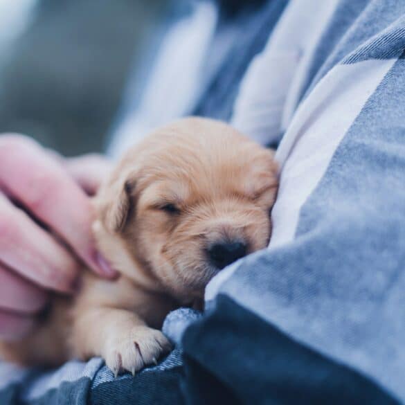 a person holding a golden retriever puppy