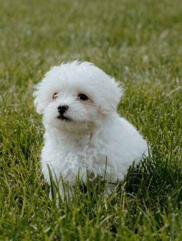 maltipoo sitting in grass