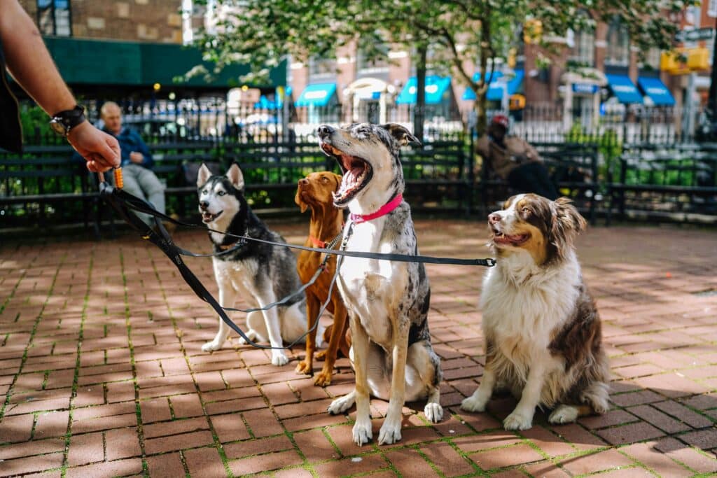 person holding onto some dogs and their leashes in a park