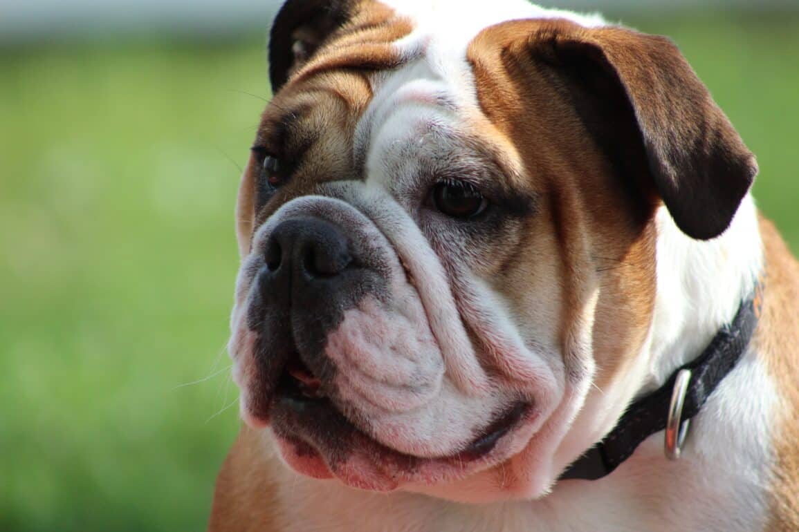 Bulldog