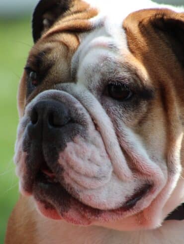 Bulldog
