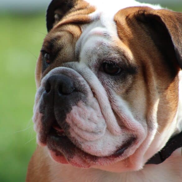 Bulldog