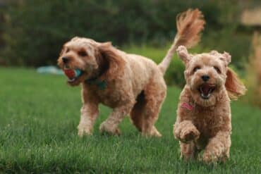 two poodle dogs playing outside in the grass