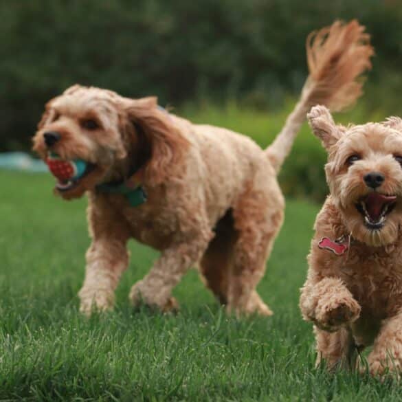 two poodle dogs playing outside in the grass