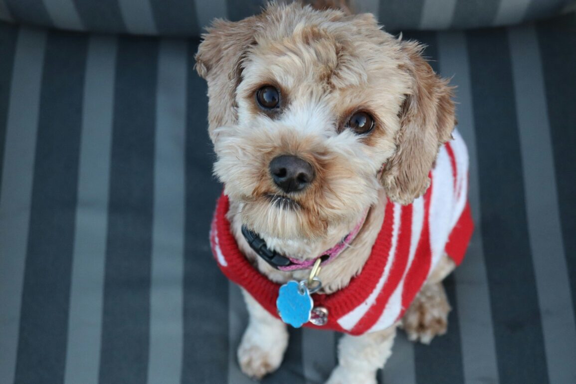 cute white and brown dog wearing red and white sweater