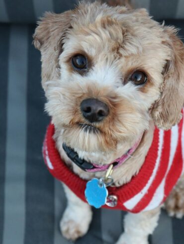 cute white and brown dog wearing red and white sweater