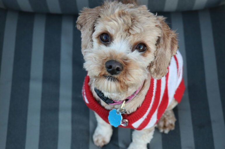 cute white and brown dog wearing red and white sweater