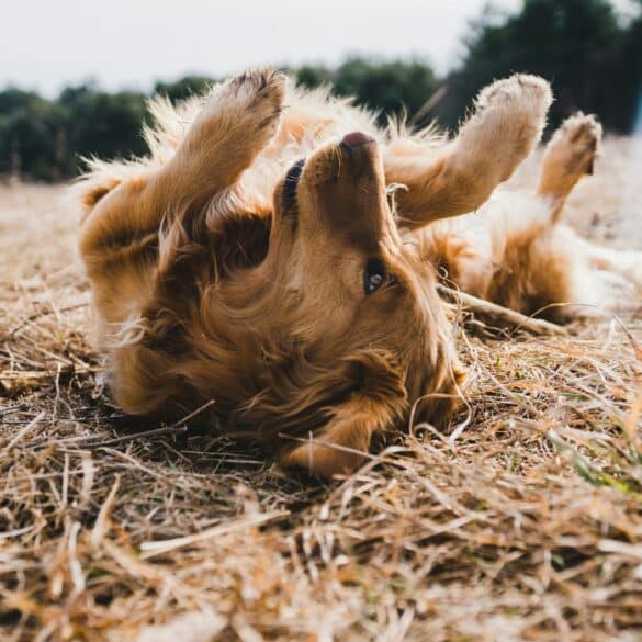 dog rolling on the ground