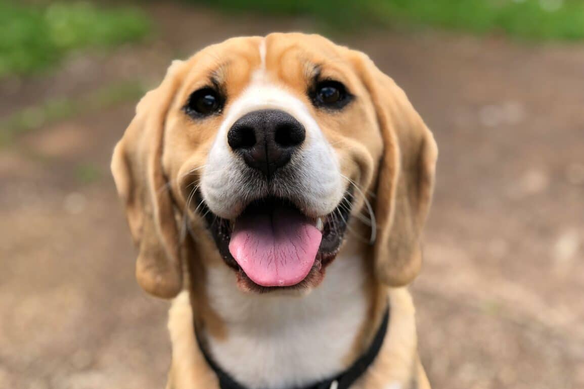 happy smiling dog