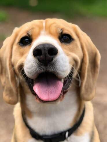 happy smiling dog