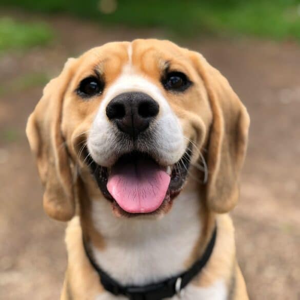 happy smiling dog