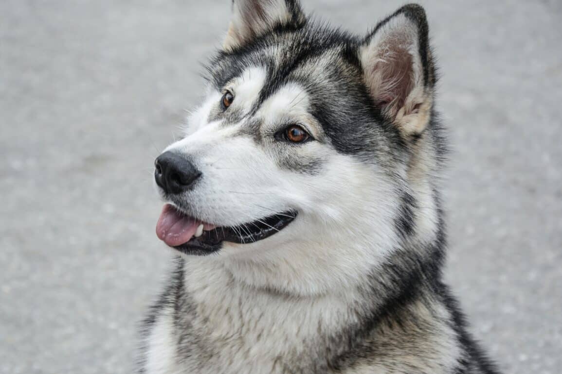 Alaskan Malamute